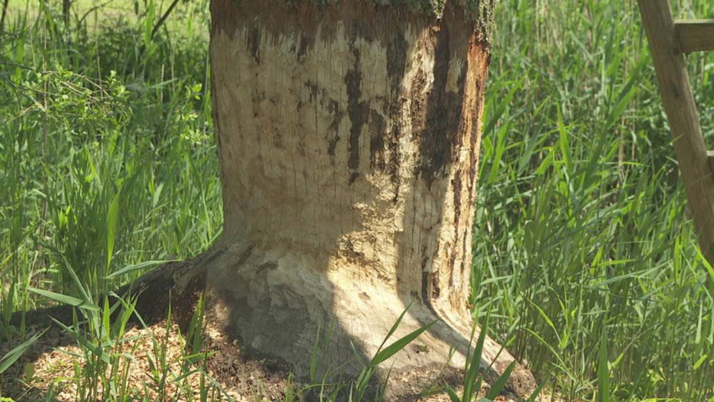 Grosses Schadenspotential – Der Zuzwiler Biber ist fleissig an der Arbeit