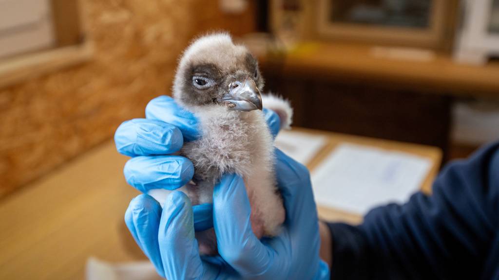 Bartgeier-Nachwuchs schlüpft im Tierpark Goldau