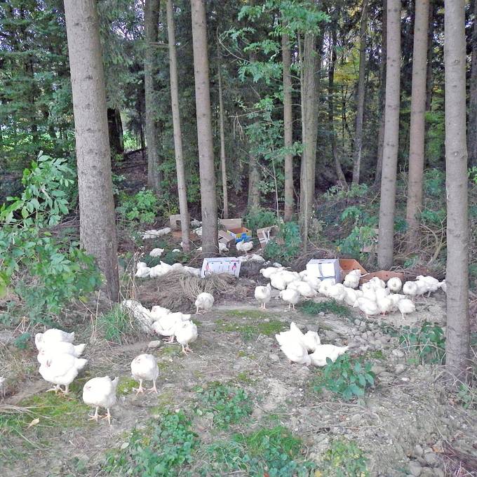 150 Hühner im Wald ausgesetzt