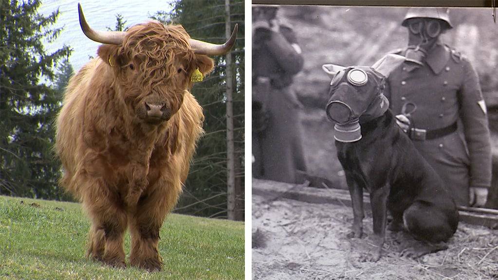 Mini Hochlandrinder / Tiere im Krieg