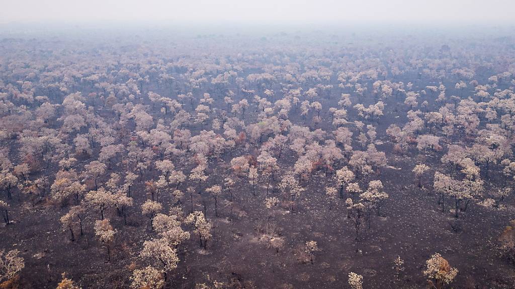 Allein im November wurden bisher etwas über 4000 Feuerausbrüche im Pantanal verzeichnet.