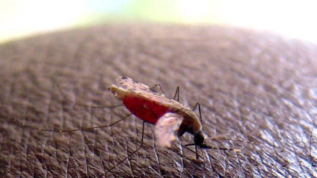 Moskitos wie Anopheles gambiae übertragen den Malariaparasiten bei der Blutmahlzeit. Ein neuer Diagnosetest könnte auch symptomlose Infektionen erkennen. (Archivbild)