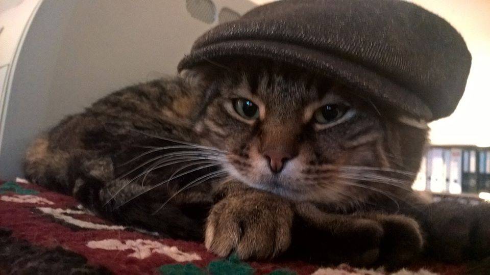 Wenn die Katze zum Mitarbeiter wird