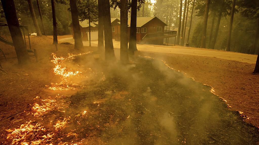 Flammen eines Waldbrandes lodern in einem Waldstück im kalifornischen Grizzly Flats. In Kalifornien kämpfen mehr als 10 000 Feuerwehrleute gegen die Brände an. Das sogenannte Caldor-Feuer ist nach Angaben der Feuerwehr am Mittwoch (Ortszeit) innerhalb von 24 Stunden fast ums Zehnfache angewachsen. Foto: Ethan Swope/FR171736 AP/dpa