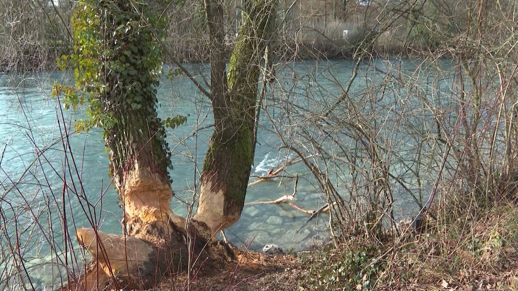 Baumschäden am Aareufer: Biber sind so aktiv wie schon seit Jahren nicht mehr