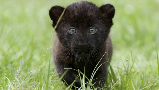 «Black Panther» in Kenia: Seltener schwarzer Leopard gefilmt