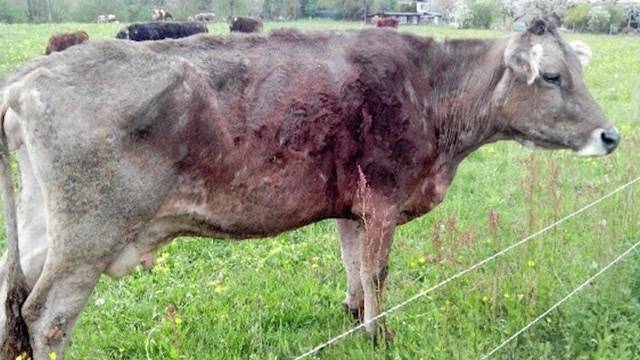 Fall Boningen: Veterinärdienst hat richtig reagiert