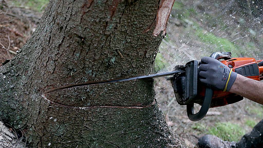 Beim Zersägen eines Baums kam es in Gams zu einem Unfall. (Symbolbild)