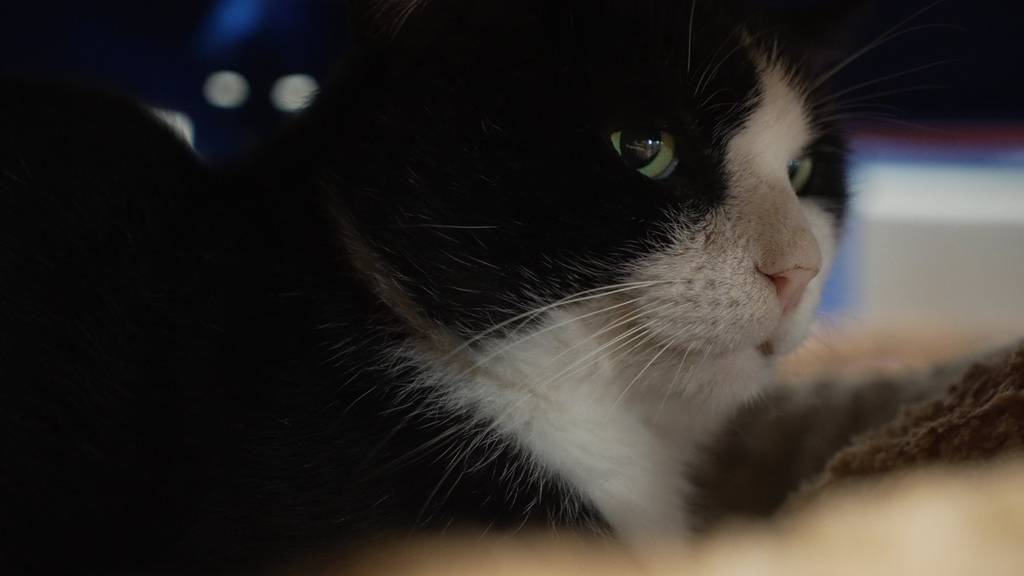 Vito