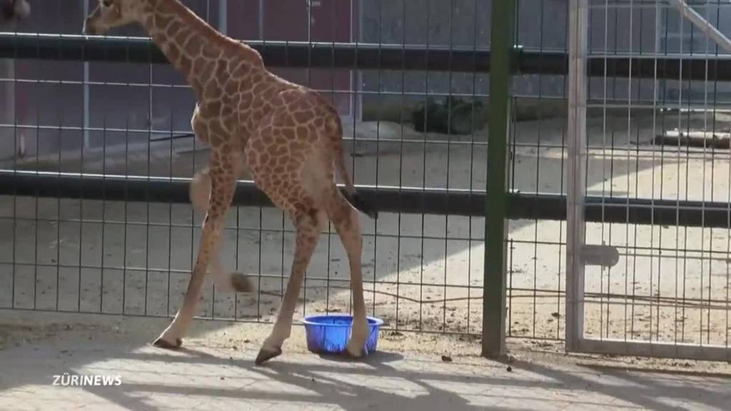 Giraffen-Baby entzückt Kinderzoo-Besucher