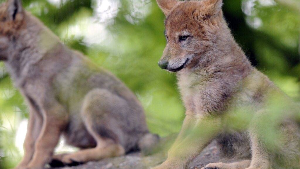 Zwei Monate alte Wolfswelpen «posieren» in einem Zoo-Gehege. Im Glarnerland sichtete die Wildhut drei Wolfswelpen aus dem Kärpfrudel. (Archivblid)