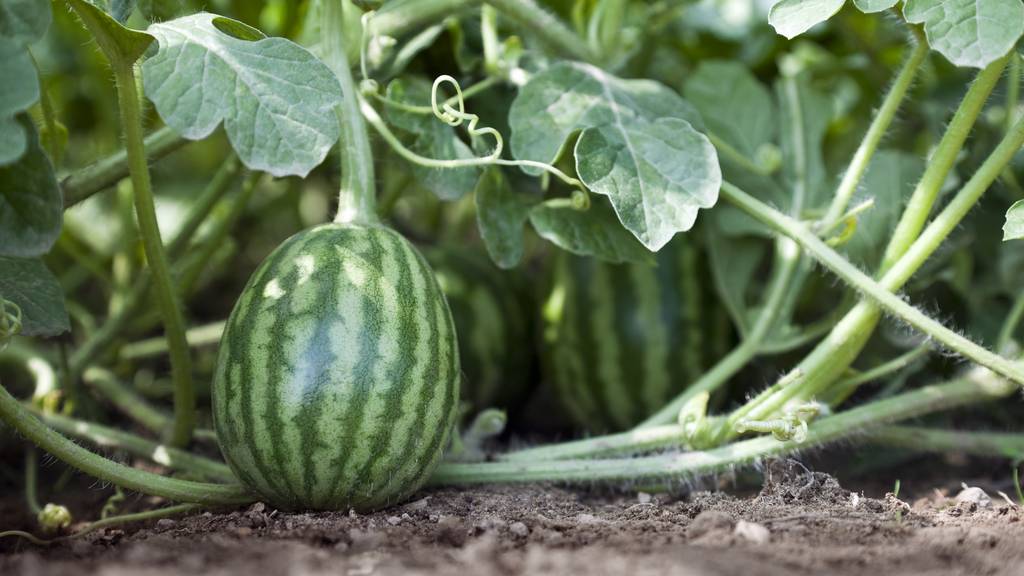 Von Melonen bis Chili: So exotisch ist der Aargau