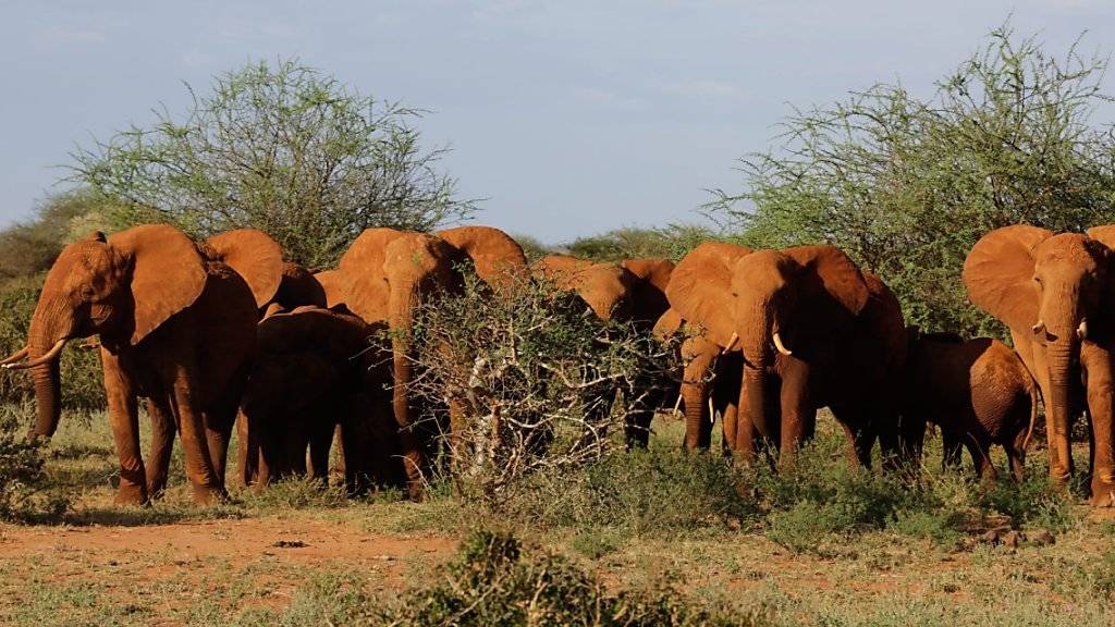 Elefanten werden in Afrika weniger gewildert, gehen in ihrer Zahl aber trotzdem zurück (Archiv)