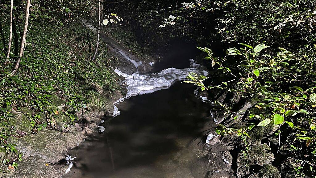 Fische verenden in Frauenfeld wegen Rüben-Maische im Wasser