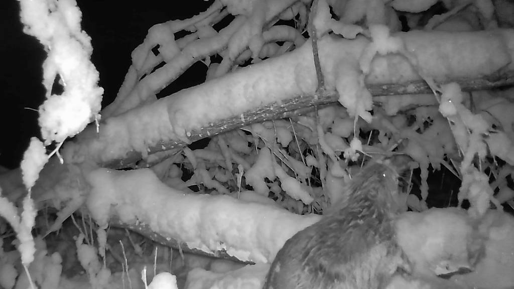 Der Fotobeweis: Der Biber ist neu auch im Sihlwald heimisch.