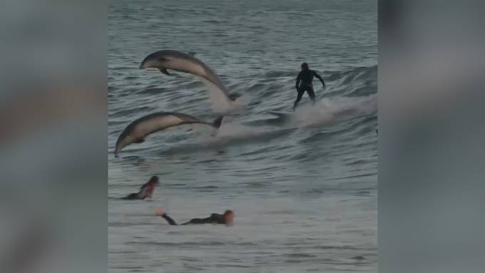 Wer kanns besser? Surfer und Delfine teilen sich eine Welle