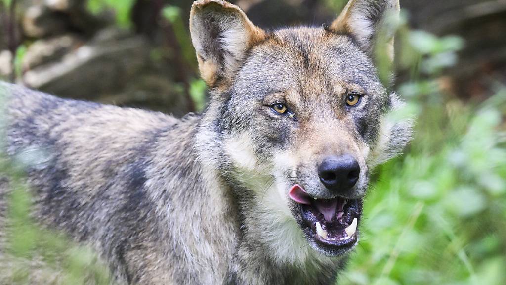 Kanton Tessin kann in zwei Tälern Wölfe abschiessen