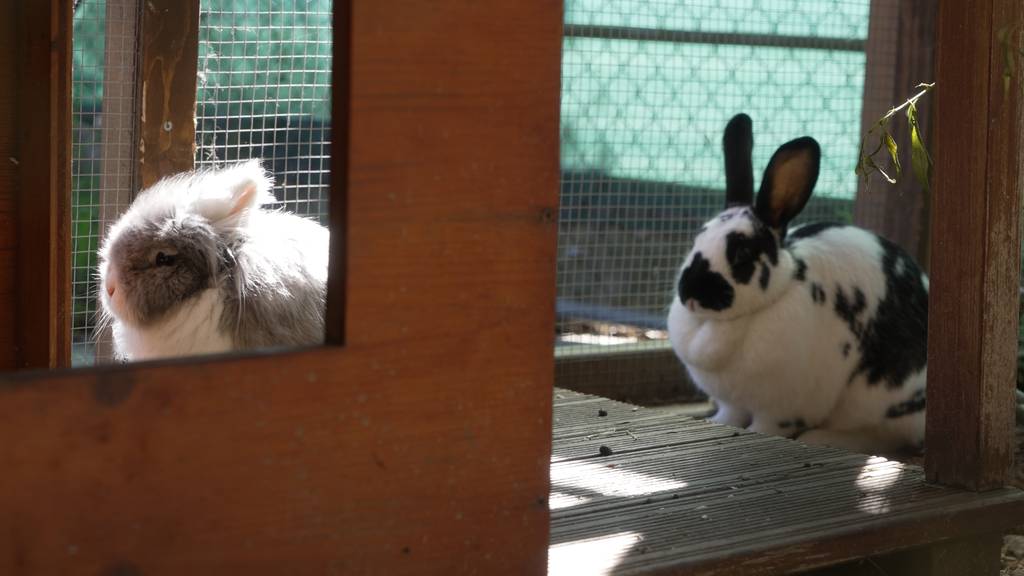 Lucie & Bossi 