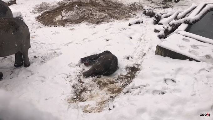 Elefäntchen Umesh wälzt sich zum ersten Mal im Schnee