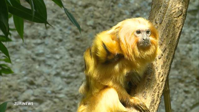 Löwenäffchen-Nachwuchs im Zoo Zürich