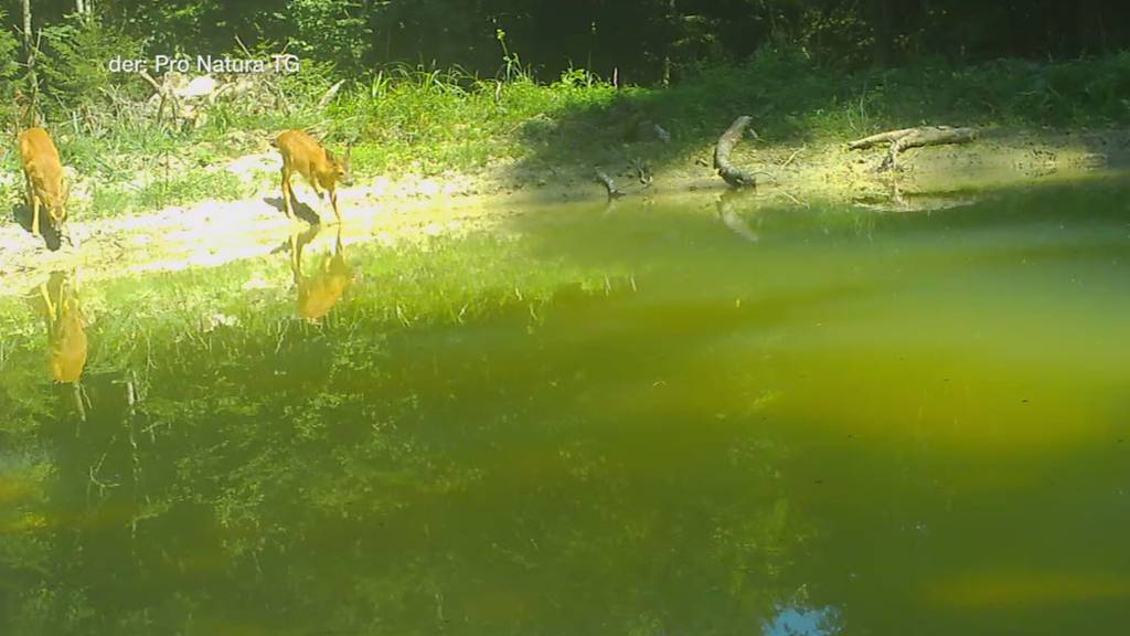 Tierische Abkühlung: Thurgauer Wildtiere nutzen Tümpel während Hitzesommer