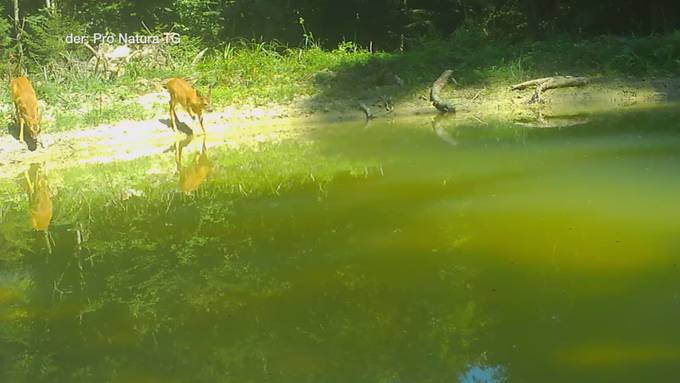 Tierische Abkühlung: Thurgauer Wildtiere nutzen Tümpel während Hitzesommer