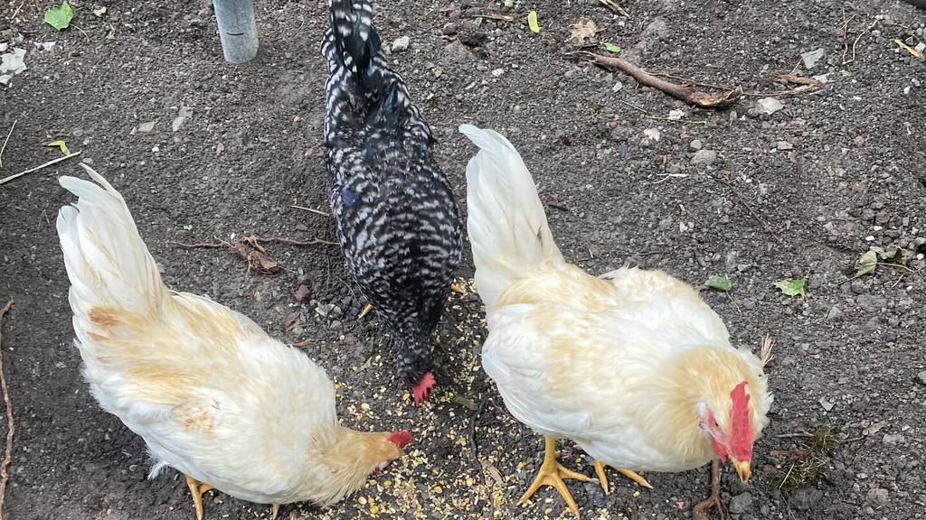 Zwei Hühner und ein Hahn wurden besitzerlos auf einem Schaffhauser Parkplatz gefunden.
