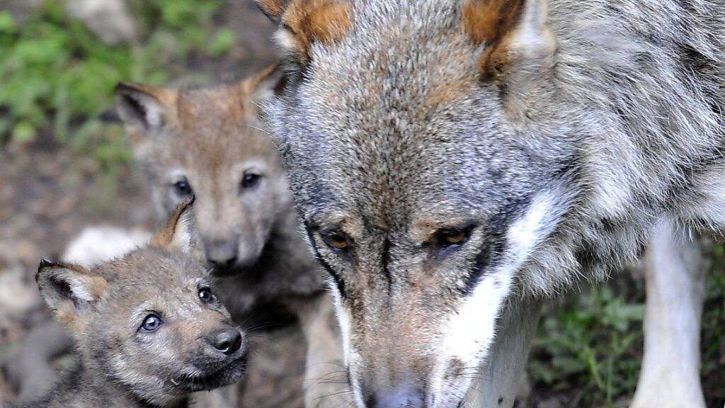 22 Wölfe sind im Wallis unterwegs. Über 300 Nutztiere wurden von ihnen in diesem Jahr gerissen. Der Schaden belief sich auf rund 114'000 Franken. (Symbolbild)