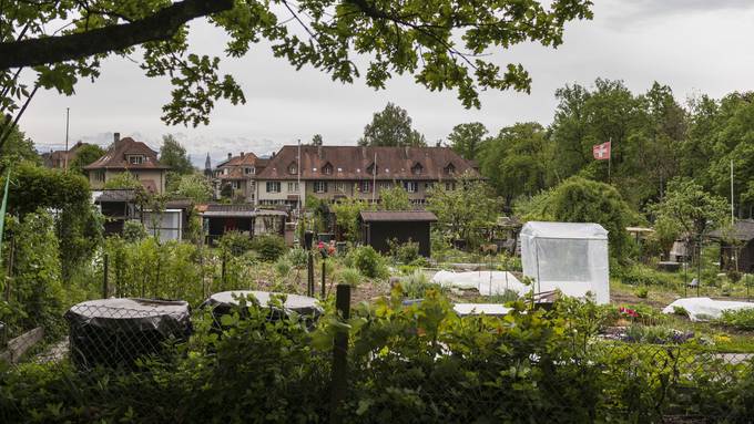 In Berner Schrebergärten wird so viel gestohlen wie noch nie