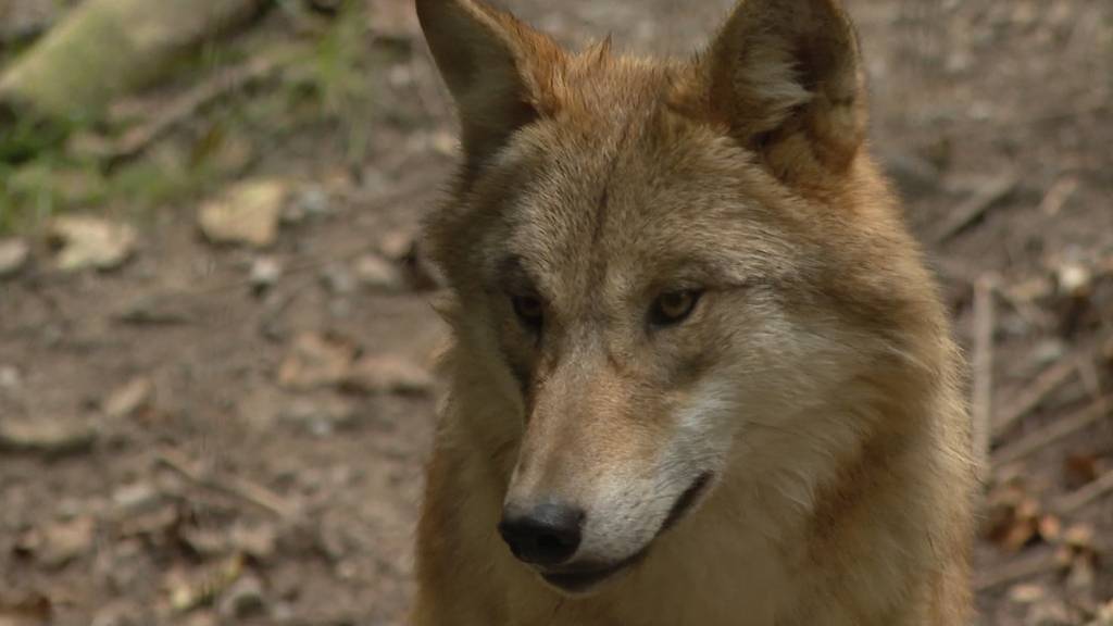 Zoo Zürich setzt sich gegen das Jagdgesetz ein