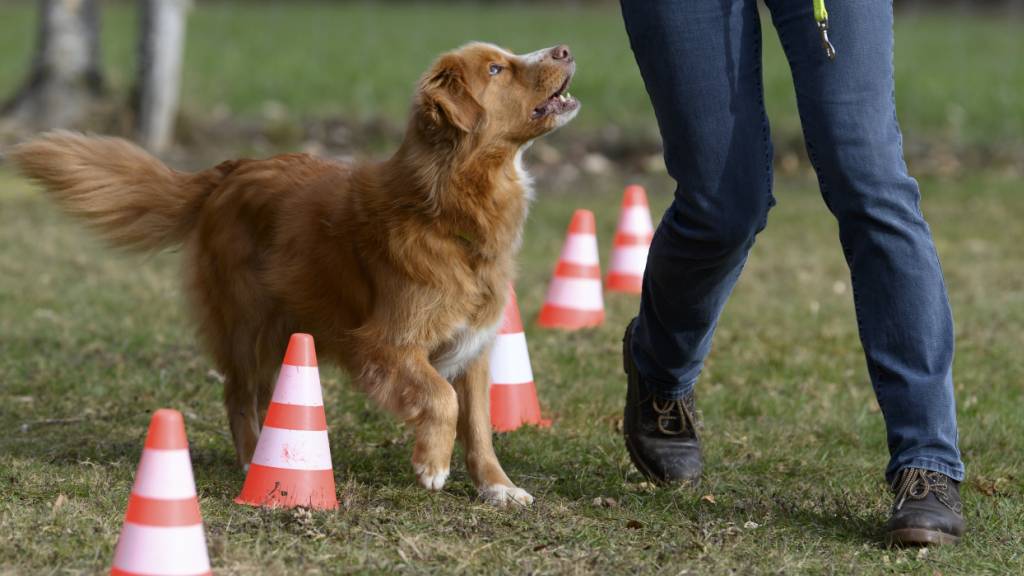 Ersthundehalter sowie Personen, die lange keinen Hund mehr gehalten haben, müssen seit Juni 2025 einen Theoriekurs mit Prüfung absolvieren. (Symbolbild)