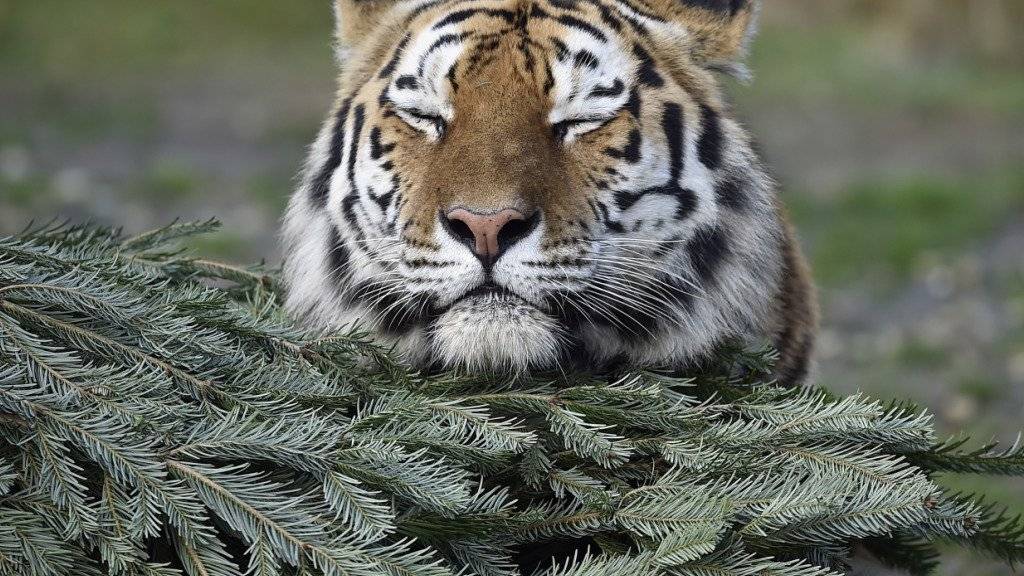 Ganz friedlich ist Tiger Amur mit dem Ziegenbock Timur, den er eigentlich als Futter gekriegt hat. Jetzt beobachtet eine Webcam die tierische WG. (Symbolbild)
