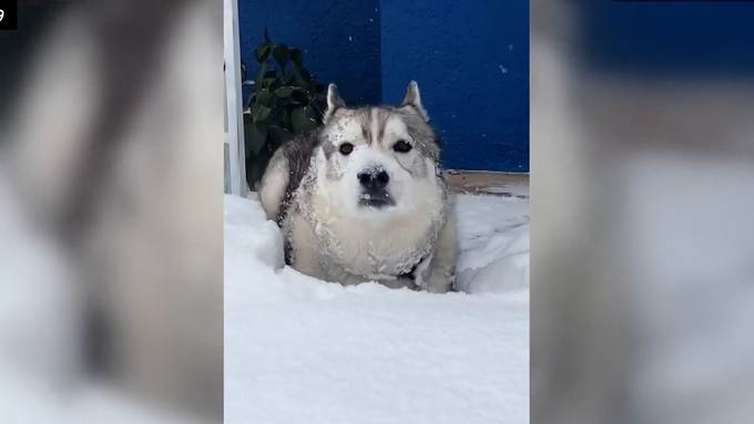 Diese Hunde lieben den ersten Schnee