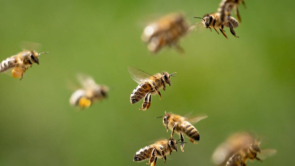 In Riehen wurden Bienen von der Sauerbrut befallen. (Symbolbild).