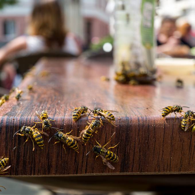 So kannst du die Wespen von deinem Essen fernhalten