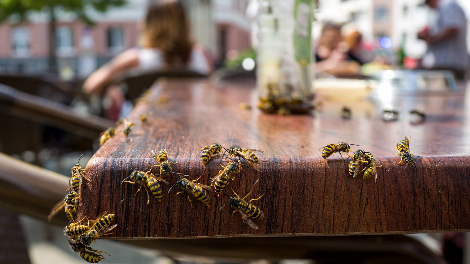 Für viele sind die Wespen ein Albtraum. Wir haben mit einem Experten über Tipps und Tricks gesprochen, um sie fernzuhalten.