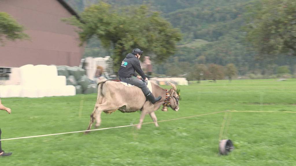 Muuuh-tige Herausforderung: TVO-Reporter Manuel Züger im Kuhrennen-Training