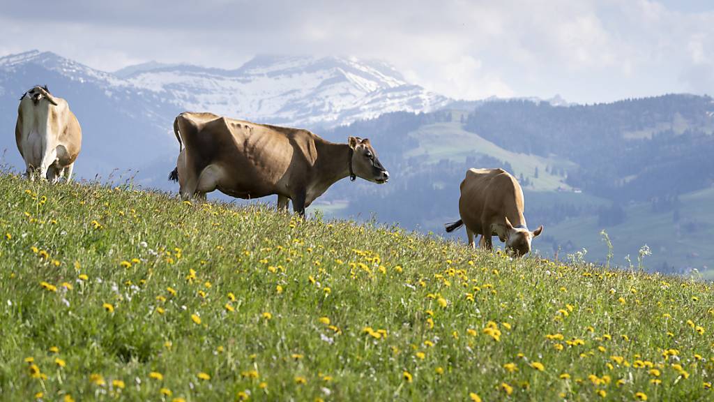 Auf Schweizer Wiesen grasen immer weniger Milchkühe. (Archivbild)