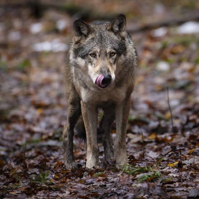 Bauernverband kritisiert Einsprachen gegen Wolfsjagd
