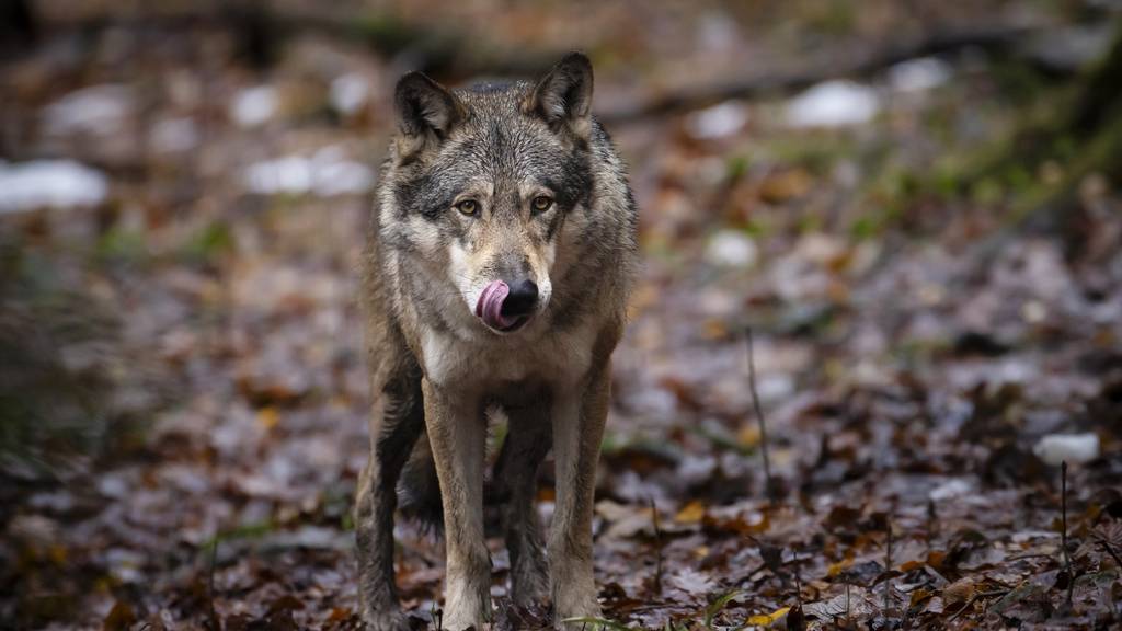 Der Schweizerischen Bauernverband und der Alpwirtschaftliche Verband kritisieren die Einsprachen von Umweltverbänden gegen die Wolfsjagd in den Kantonen Graubünden und Wallis. (Symbolbild)