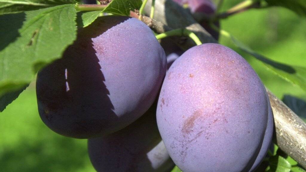 Die zahlreichen Sonnenstunden der vergangenen Wochen hätten für einen hohen Zuckergehalt und ein ausgewogenes Aroma in den Zwetschgen gesorgt, teilt der Schweizer Obstverband mit. (Archivbild)