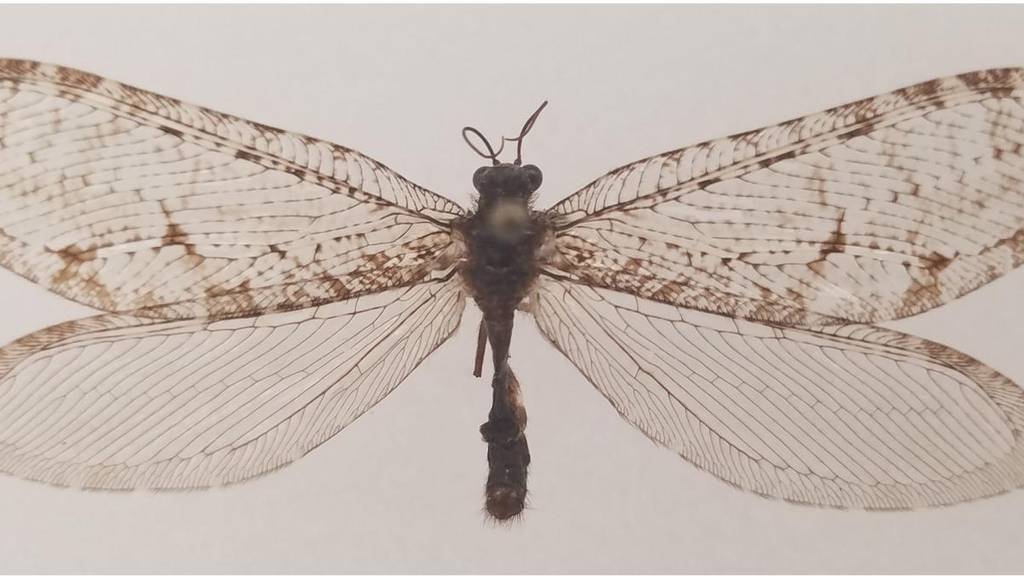 Dieses Insekt stammt aus der Jurazeit und wurde an einer Walmart-Fassade zufällig wiederentdeckt