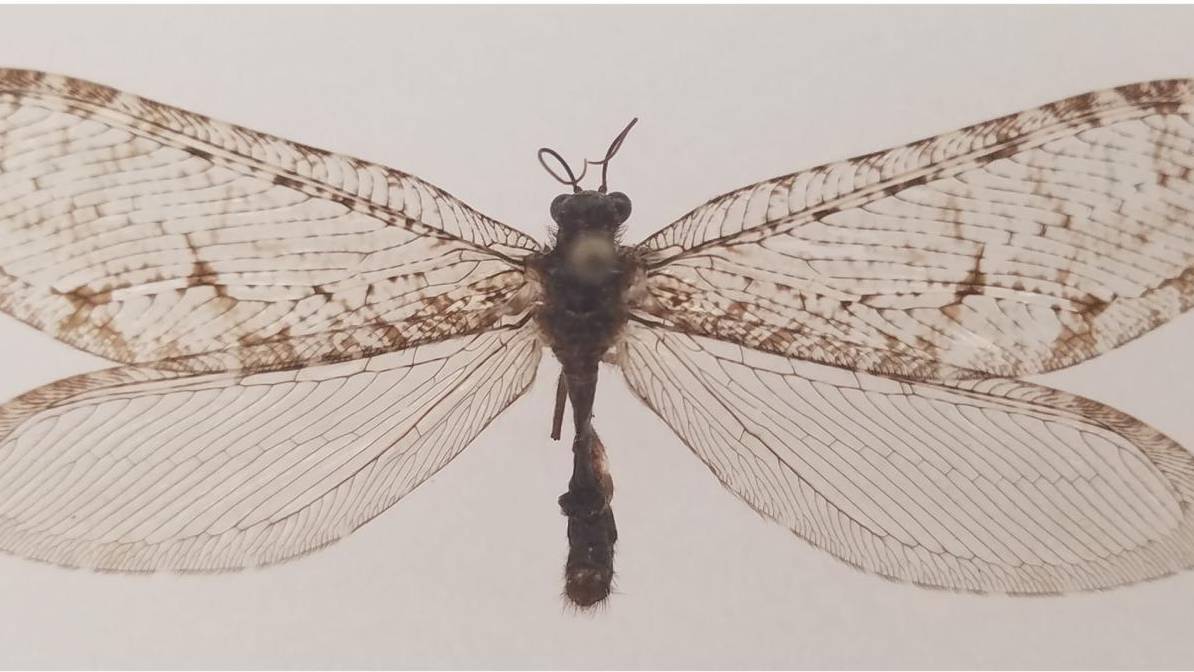 Dieses Insekt stammt aus der Jurazeit und wurde an einer Walmart-Fassade zufällig wiederentdeckt