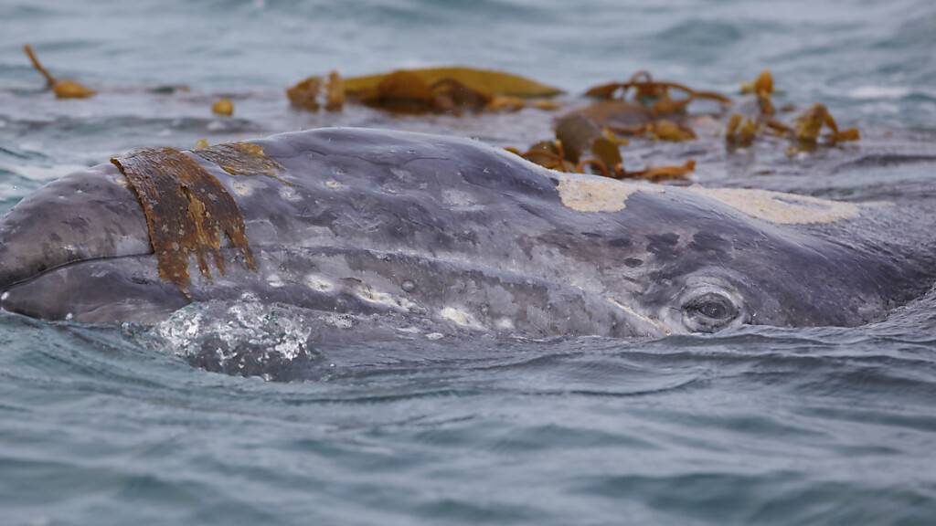 Ein Grauwal hat sich ins Mittelmeer verirrt. (Archivbild)