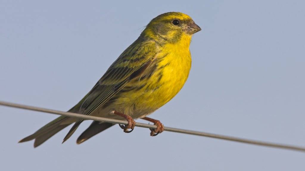 Im Aussehen erinnert der Girlitz an den Kanarienvogel, mit dem er nahe verwandt ist. Seine Bestände haben in den letzten zehn Jahren um einen Viertel abgenommen.