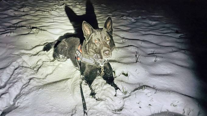 Luzerner Polizeihunde: Unterkühlten Mann gefunden und Einbrecher gestellt