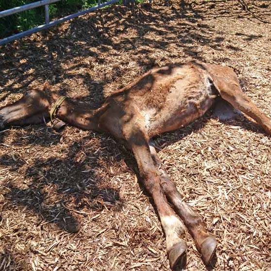 Verurteilter Tierquäler lässt Pferde verhungern