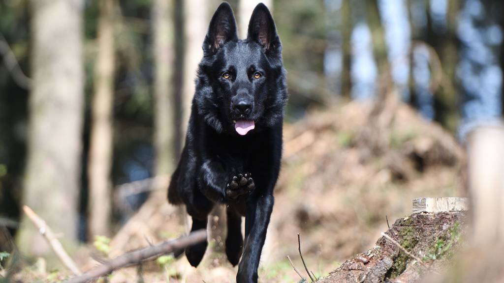 Polizeihund rettet Unterkühlten in Zugersee