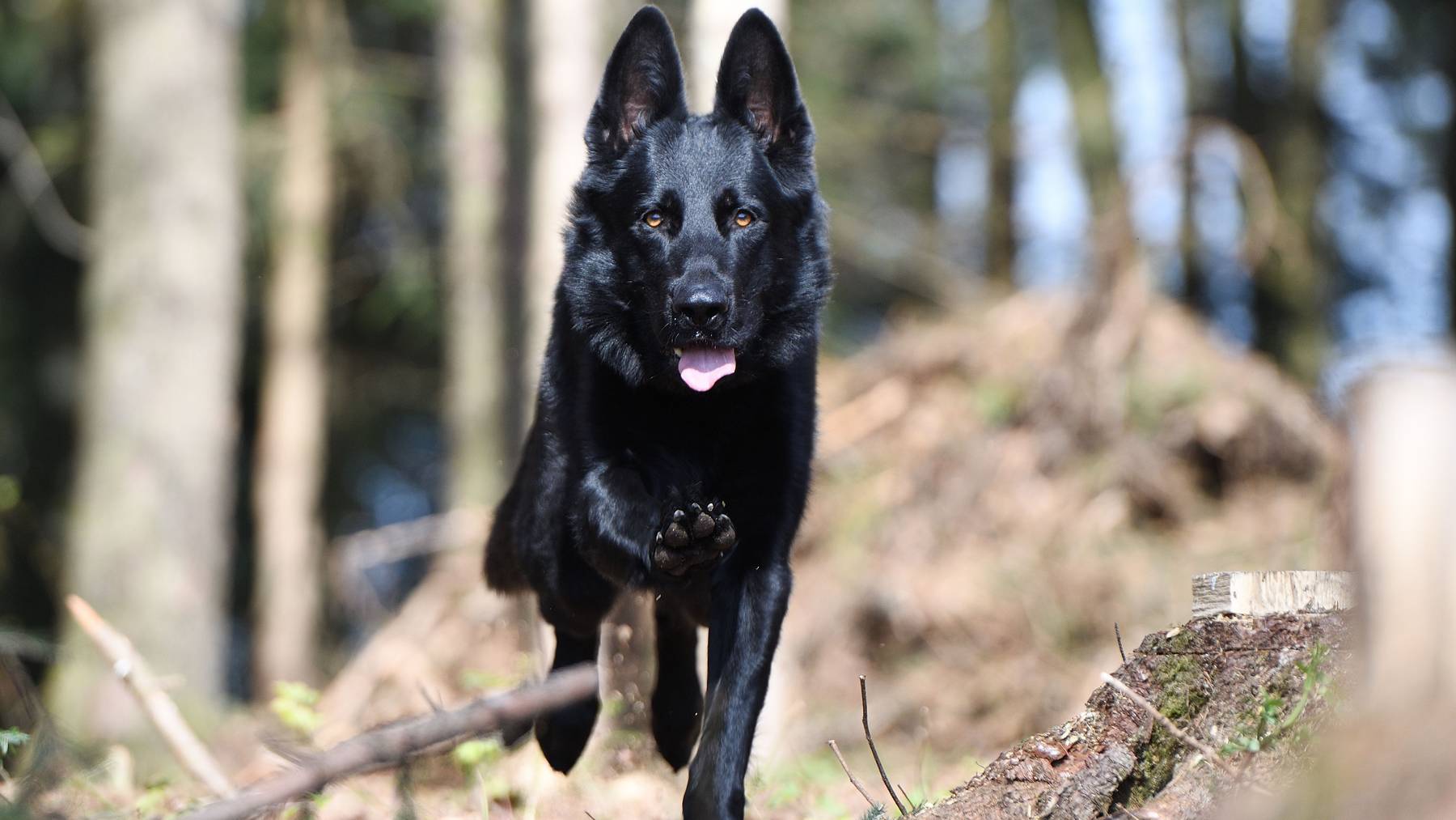 Polizeihund rettet Unterkühlten in Zugersee