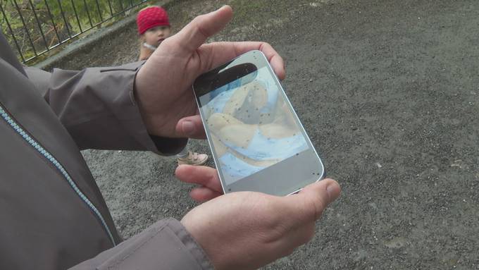 Flederlmäuse in Schwyz aufgepäppelt